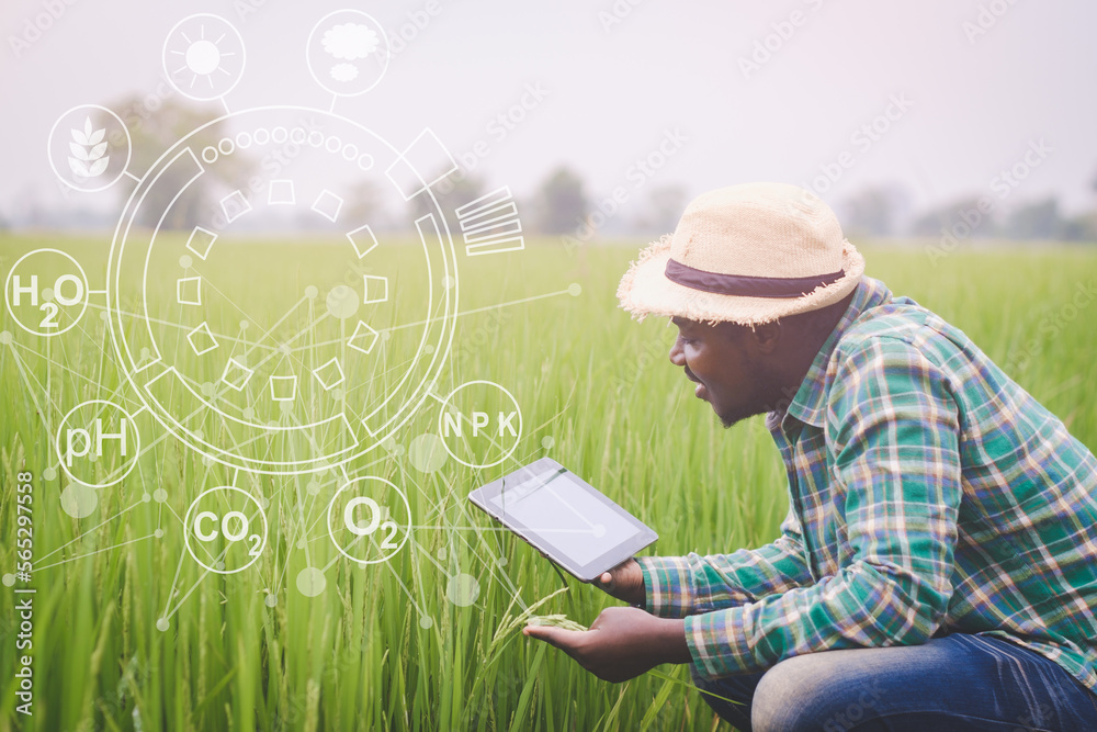 Wall mural african farmer using tablet for research leaves of rice in organic farm field.concept of future holo