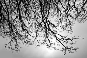 Frosted twigs misty and foggy background with low sun. Delicate branches of old oak tree (quercus) covered with frozen snow on a cold winters morning in Sauerland Germany. Black and white greyscale.