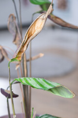 Problems in the cultivation of domestic plants - Calathea leaves affected by a spider mite, yellow and dry tips, the overflow of the plant, rotting of the roots. Plant treatment and pest and fungus co