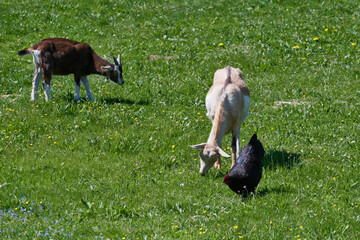 	
Ziege mit Zicklein auf einem Bauernhof und Australorp Hahn	
