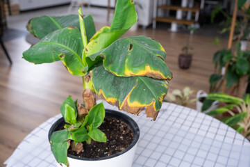 Problems in the cultivation of domestic plants Problems in cultivation of domestic plants Musa Banan - leaves leaves with yellow dry tips, wilted, affected by spider mite, overflow of plant, rotting