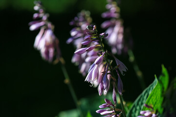 Hosta fortunei blooming plant