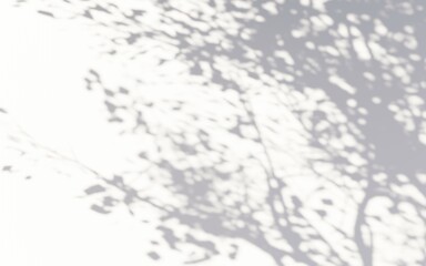 black and white background shadow tree