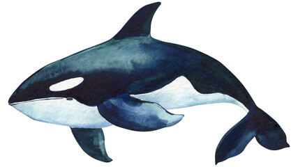 Beautiful killer whale in the ocean isolated background. Watercolor splashes, drops and stains of paint hand drawing - obrazy, fototapety, plakaty