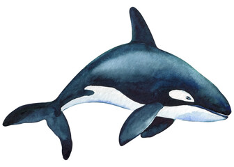 Beautiful killer whale in the ocean isolated background. Watercolor splashes, drops and stains of paint hand drawing