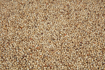 Gluten free Sorghum seeds isolated on white background.   Whole seeds of Sorghum Moench, millet, feed. A Bowl of Sprouted Sorghum and Sorghum Flour on a Bright White Table.
