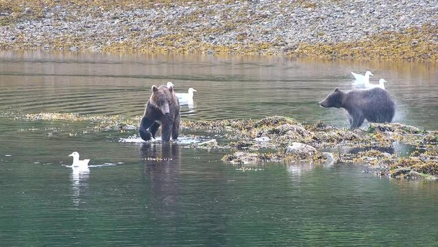 Bears in Alaska. Grizzly bears waiting and searching for fish. Katmai National Park. Brown bear fishing on river, wildlife video. Fresh water river, wild animals nature. Grizzly bear eating salmon.