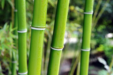 Obraz premium A green bamboo forest in the spring