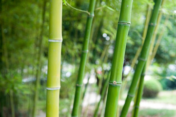 Fototapeta na wymiar A green bamboo forest in the spring