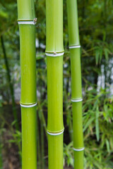 Obraz premium A green bamboo forest in the spring