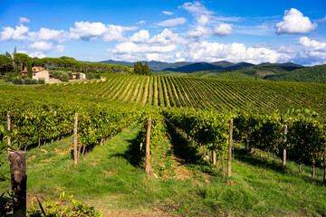 Fototapeta na wymiar Field of vines in the countryside of Tuscany, Chianti Classico, Italy, Europe.