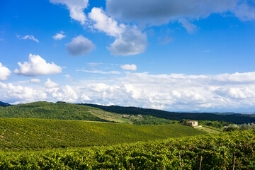 Fototapeta na wymiar Field of vines in the countryside of Tuscany, Chianti Classico, Italy, Europe.