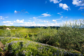 Italian vineyard in Tuscany. Sangiovese red Italian wine grape variety. Chianti Classico, Italy,...