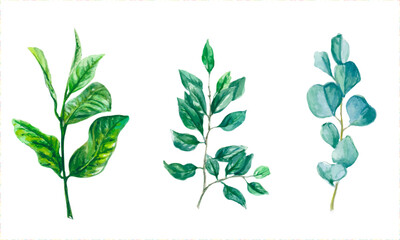 Set of watercolor vector green leaves elements.