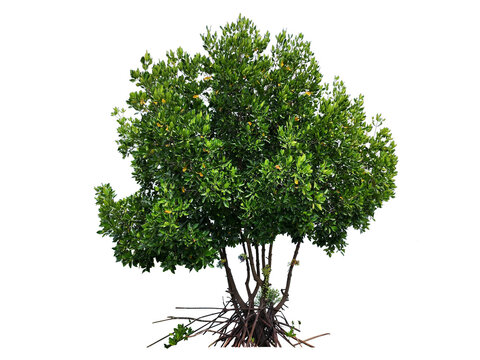rhizophora mucronata main plant in mangrove forest blackguard white