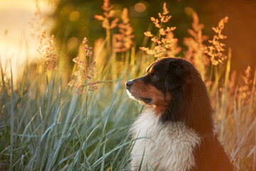 dog close-up portrait in the grass. Beautiful Australian Shepherd in nature. Aussie