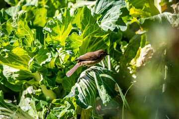 Pájaro posado en una verdura con hojas verdes. © CarlosHerreros