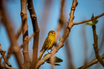 Pájaro posado en la rama de una higuera.