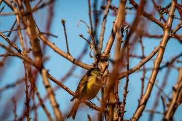Pájaro posado en la rama de una higuera.