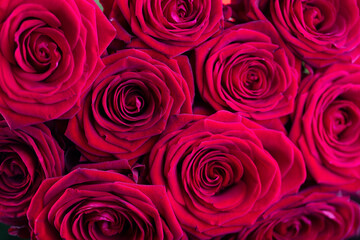 Valentines day. Bunch of roses on the bokeh background. 