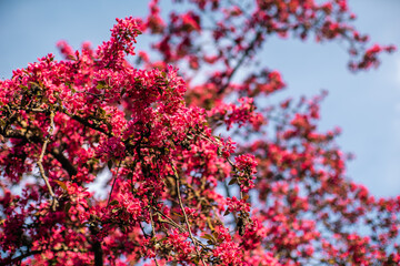 small pink flowers bloom in spring.