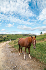 horse on the road in the mountains