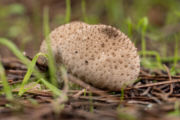 mushroom in winter in the mountains