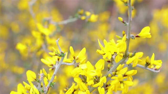 Yellow flower of gorse, Genista scorpius, in full massive spring bloom