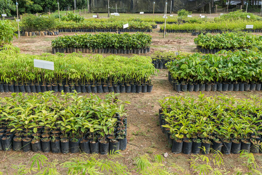 Tree and plant seedlings for reforestation project in Atlantic Rainforest, Guapiacu Ecological Reserve, Rio de Janeiro state, Brazil