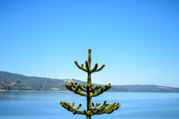 araucaria tree on the lake