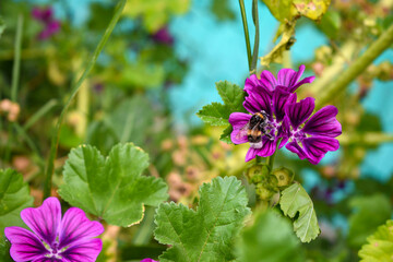 flowers in the garden
