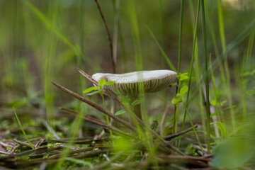 mushrooms in the forest in winter
