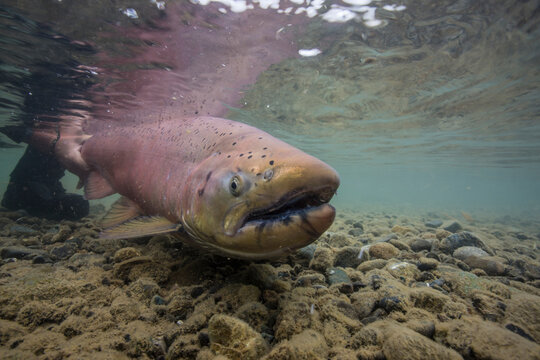King salmon, Togiak River, Alaska.