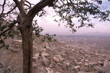 Tree stands on a hill over a sprawling Kabul, neighborhood Afghanistan