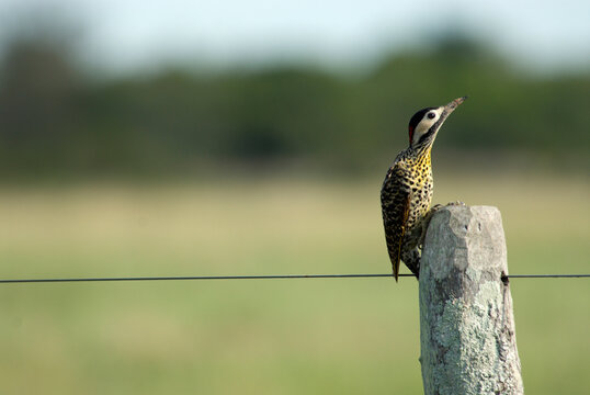 Laguna Ibera, Esteros del Ibera, Corrientes Province