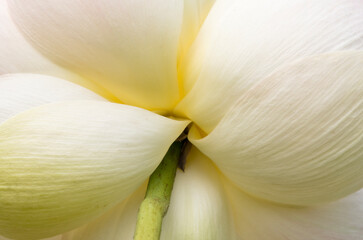 Close up detail of a water lily plant growing in a pond in western Pennsylvania.