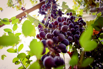 bunch of grapes on the vine