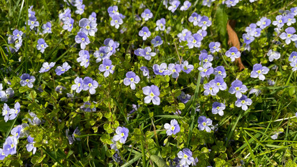 Fototapeta premium Violet flowers in the grass