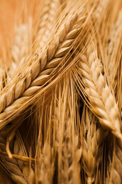 Detail of sheaves of wheat berries.
