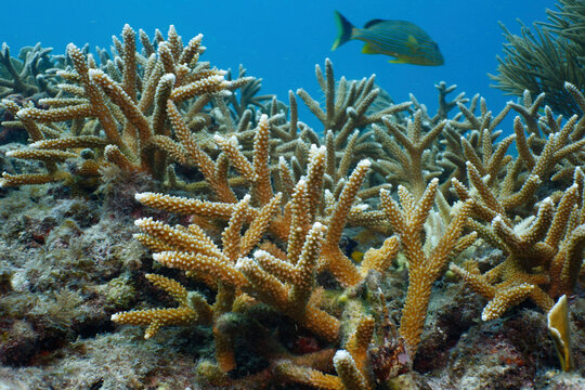 StaghornÂ coralÂ (AcroporaÂ cervicornis), Key Largo, Florida, USA