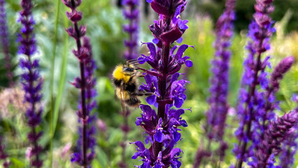 Bumblebee lavender flowers