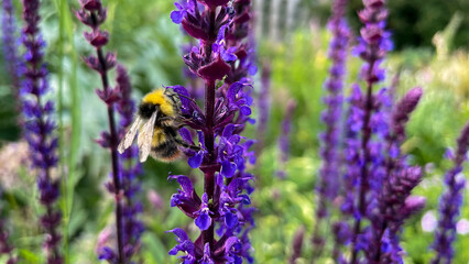 lavender flowers in the garden bumblebee