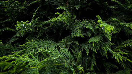 Fototapeta premium fern in the forest