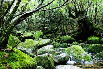 Yakushima Wald, Shiratani Unsuikyo, kleiner Bach