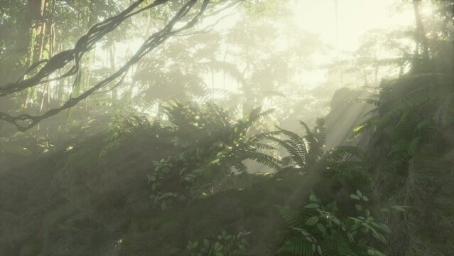 Foggy jungle in the Chiang dao mounts
