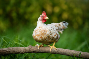 Cock in summer nature background