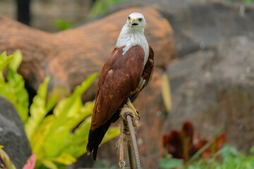 red tailed hawk buteo