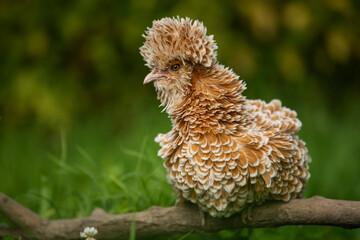 Dwarf paduaner hen in nature background