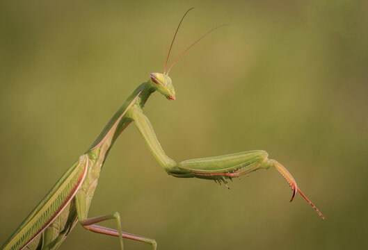 Piękna zielona modliszka na łące