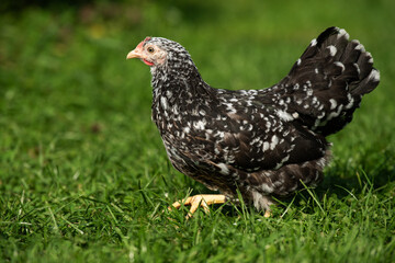 Swedish flower hen in a summer meadow